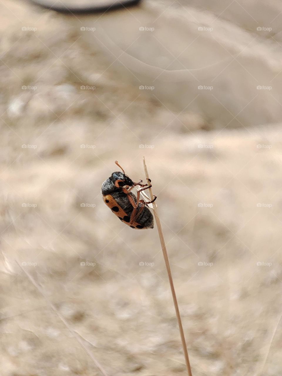 insect climbing