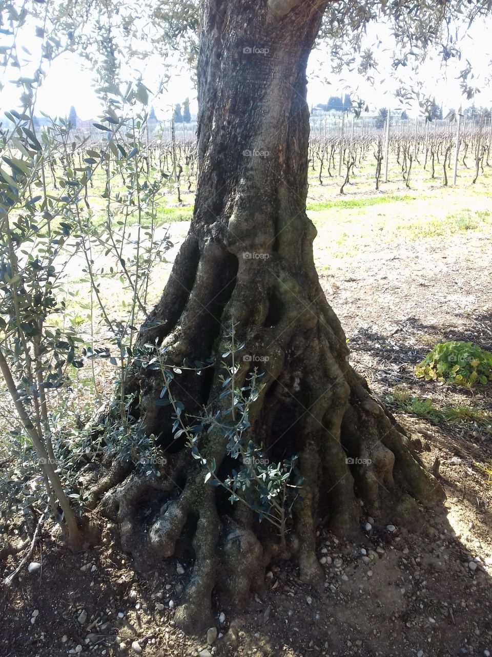 olive tree trunk