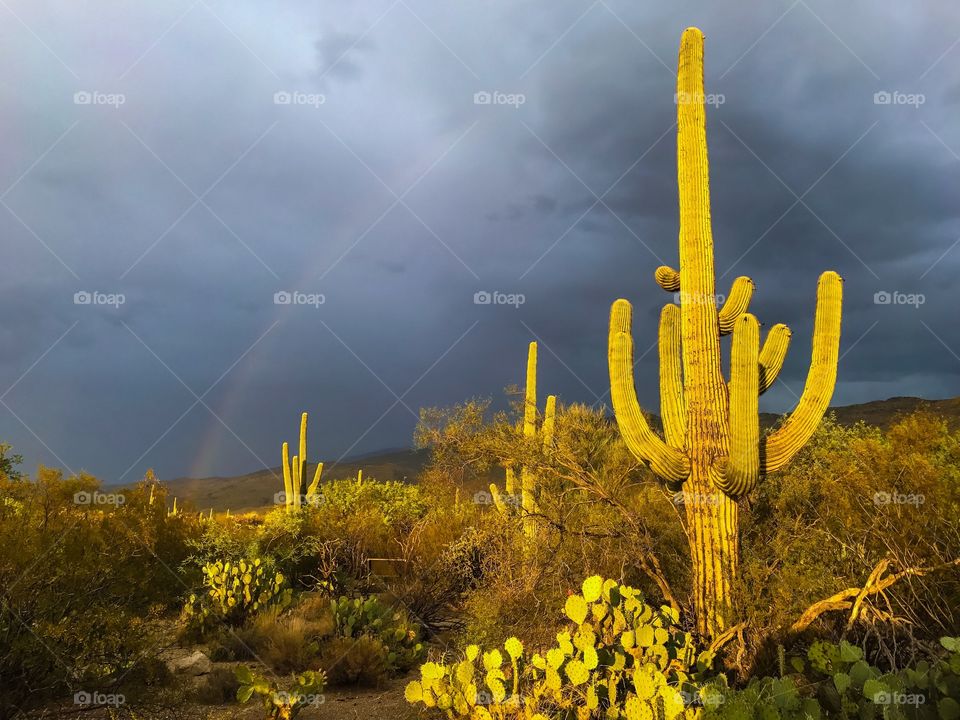 Desert Landscape - Rainbow 
