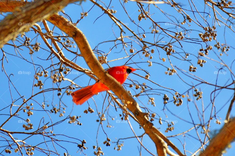 Red bird