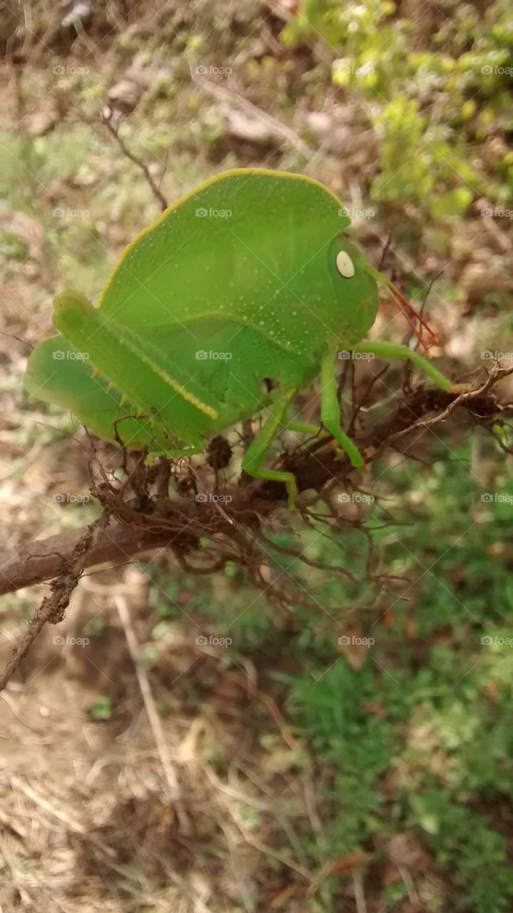 green colour insect.very hot.leaf live life.call plant hopper.