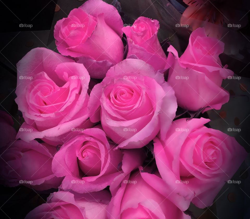 Pink roses
