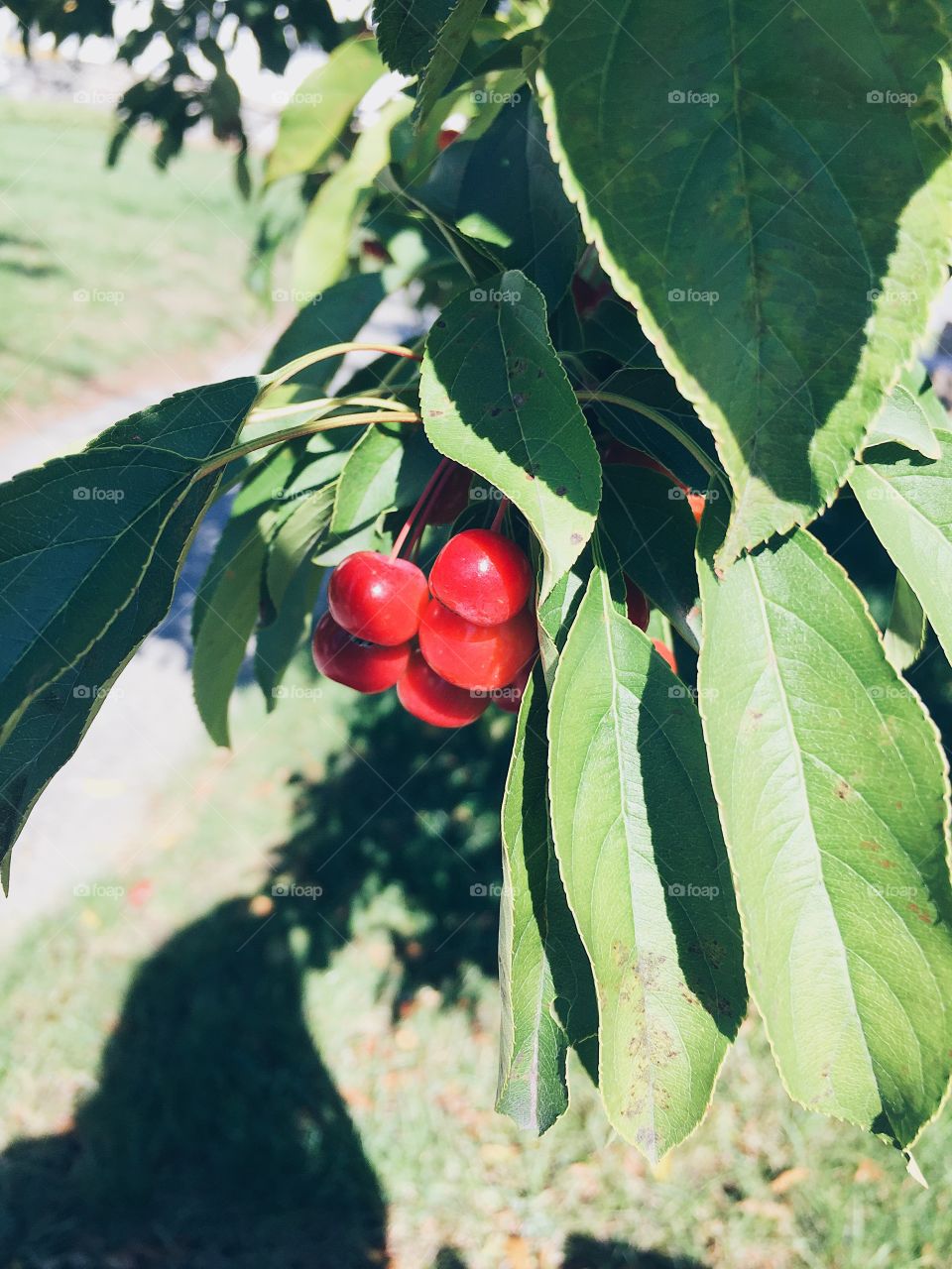 Red cherry in Summer time