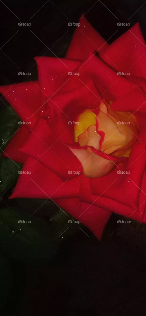 rose