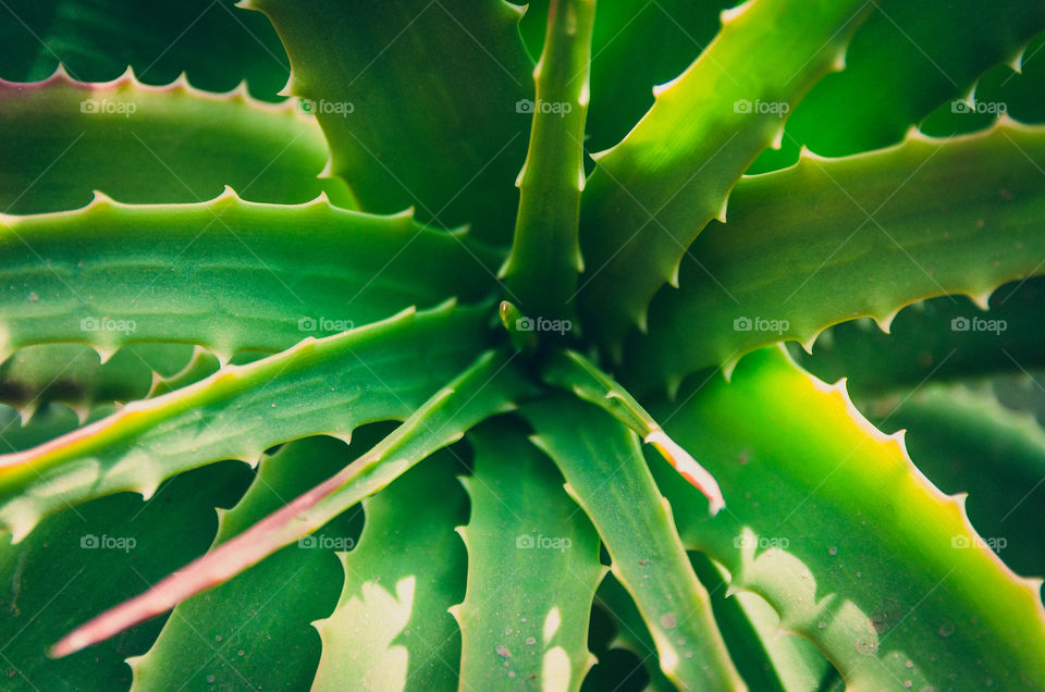 aloe