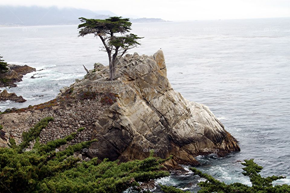 Lone Cypress II. 17 Mile Drive. Carmel CA