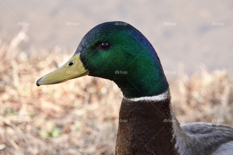 Green headed mallard duck with yellow beak in morning sun
