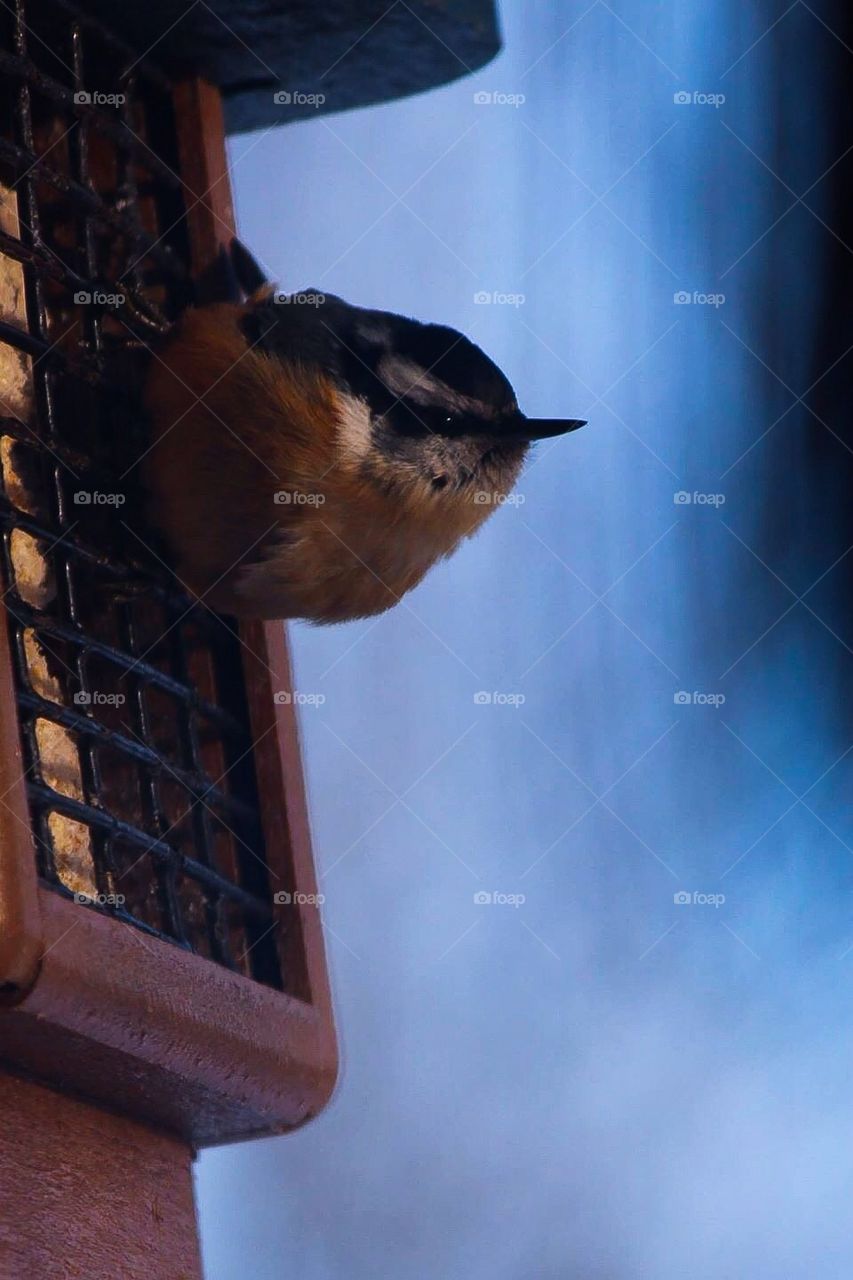 Red Breasted Nuthatch