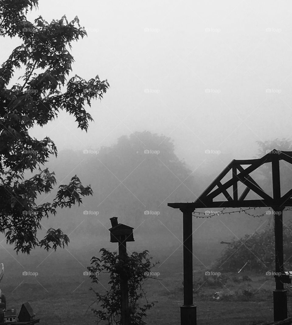 Foggy misty field of trees in black and white with silhouettes of pagoda and birdhouse 