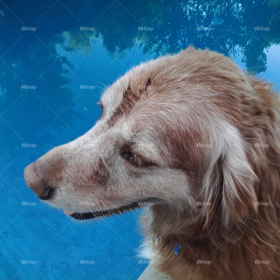 A Dog and His Pool