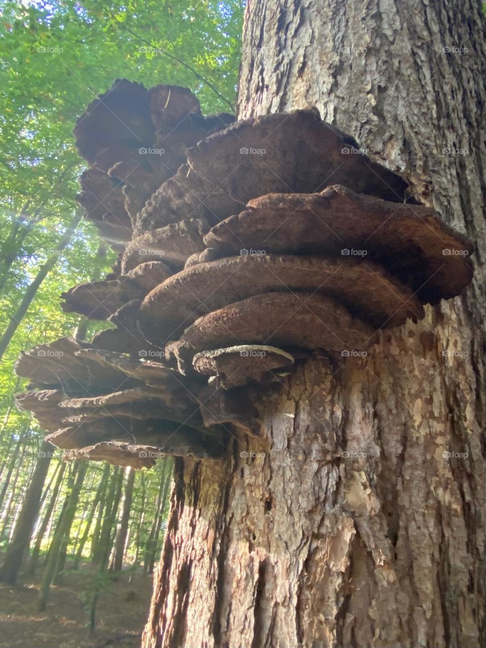 Tree Fungus