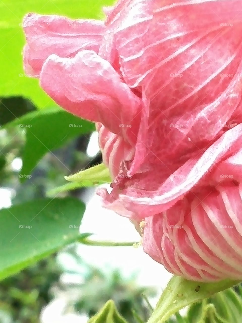 Cotton rose blossom fading