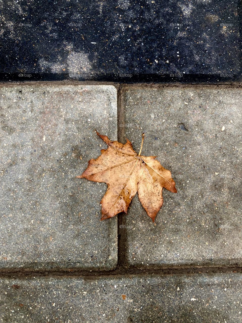 wet leaf on the road,