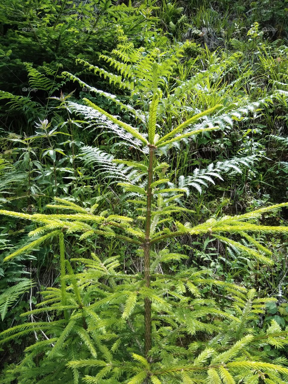 Bad Wildbad Schwarzwald