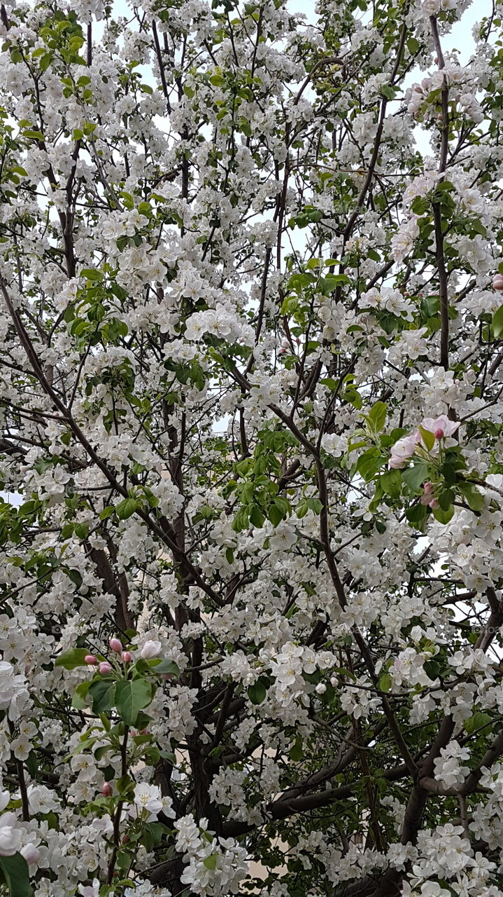 apple tree blossom all multiple flowers
