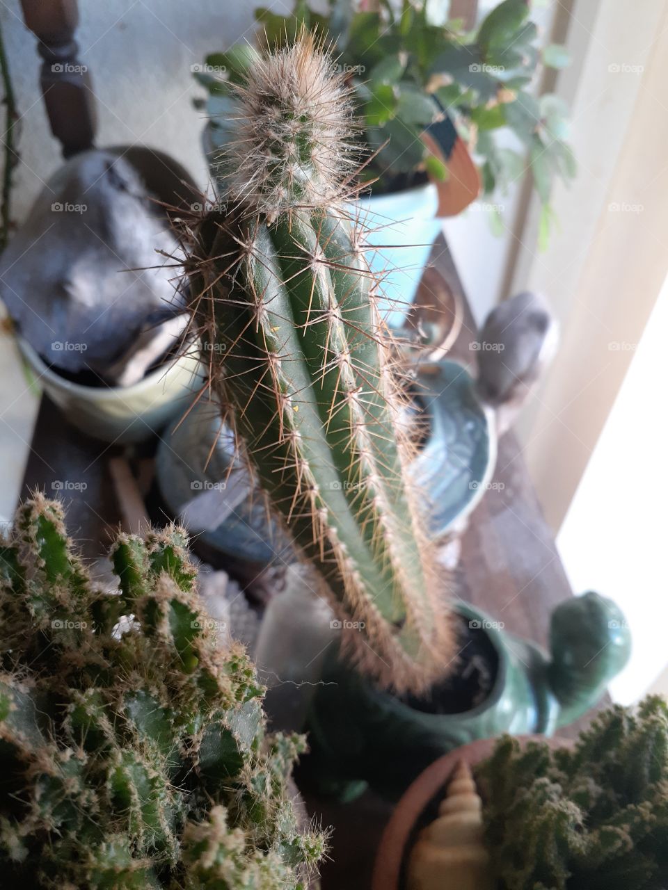 Cacti