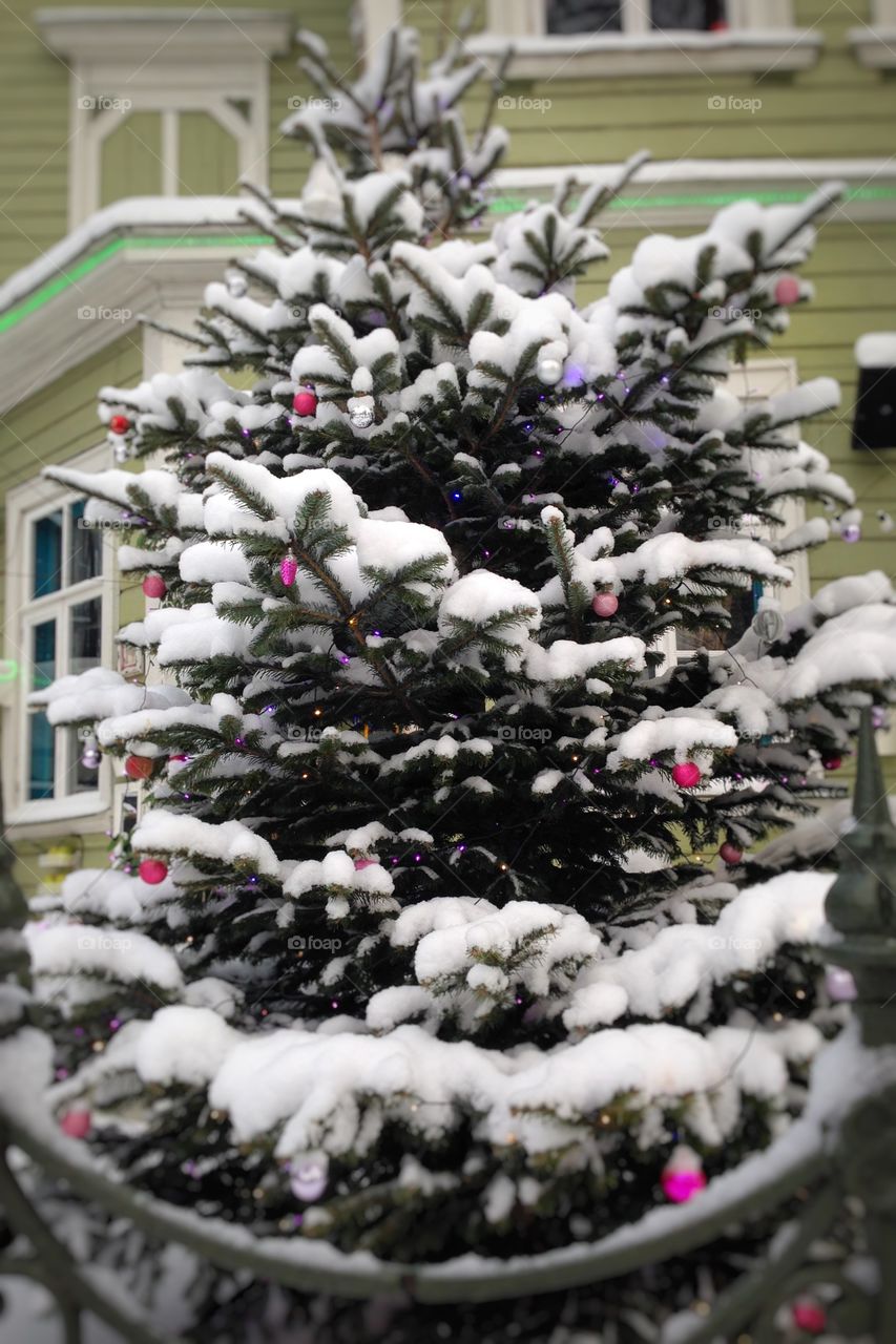Christmas decorated spruce stands covered with snow
