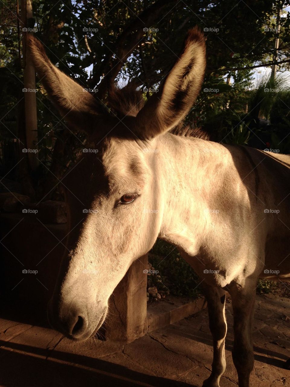 closeup of a donkey's face with sunlight