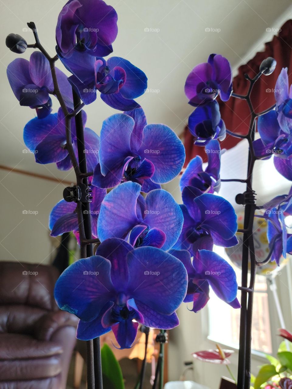 Delicate purple orchid