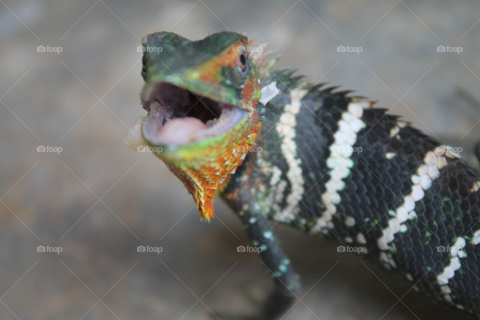 Lizard or a tiny Dinosaur? 😀