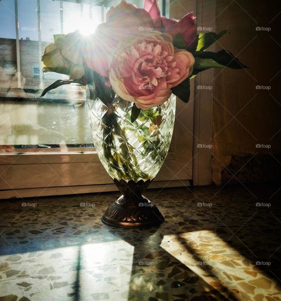 Flowers at backlight