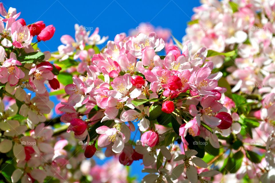 Close-up of tree branch