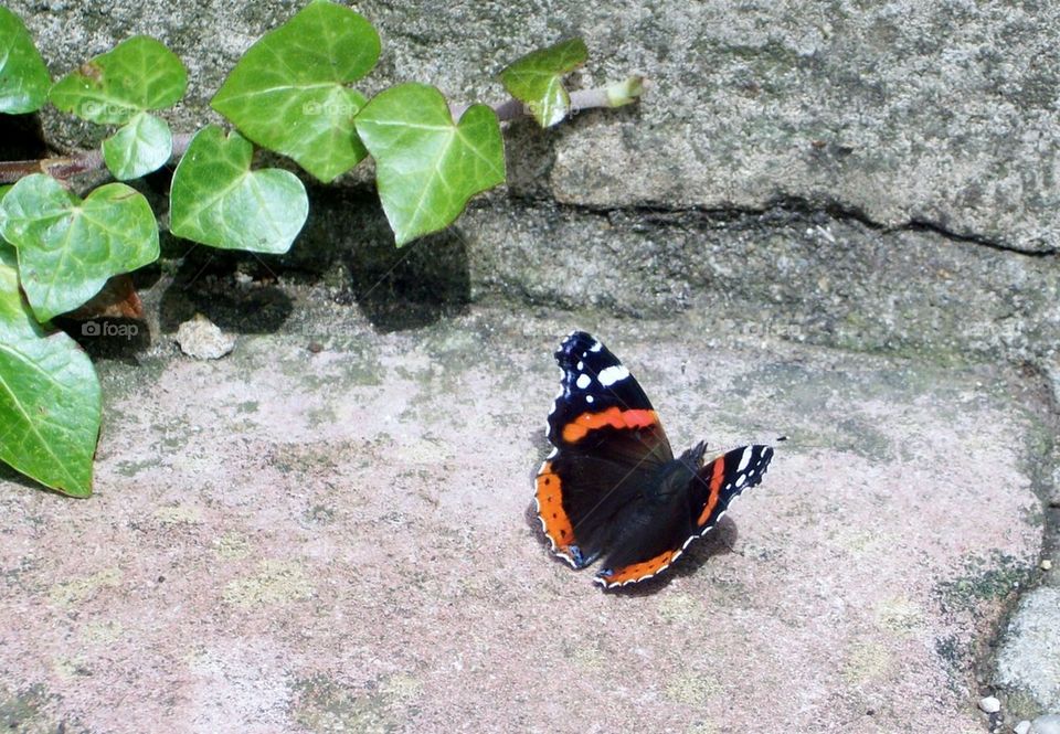 basking butterfly