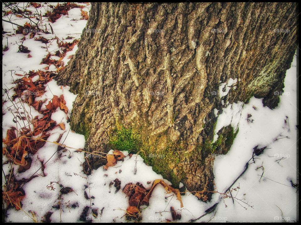Moss on tree bark