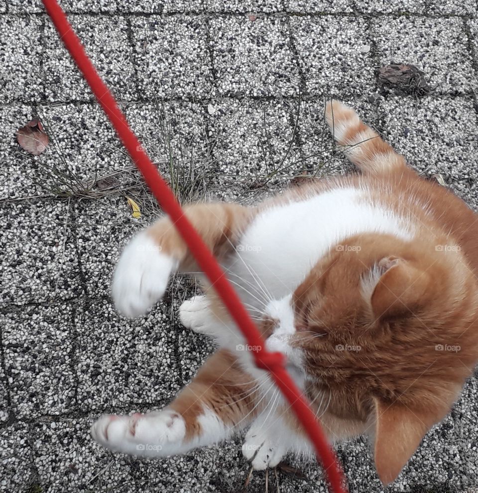 on the move - ginger cat playing with a red string