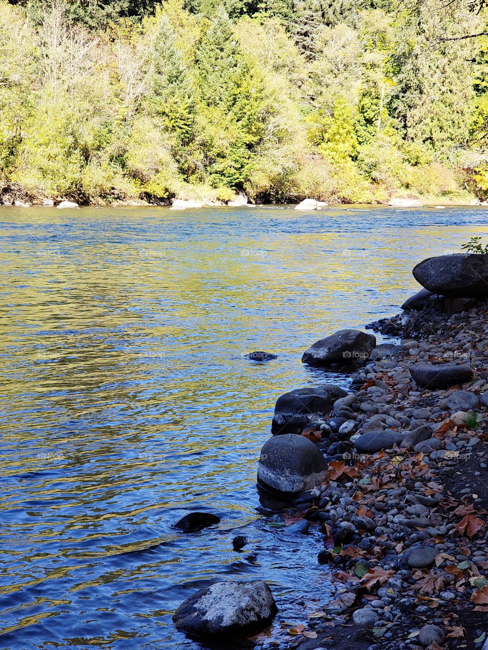 Rocks, trees, and fall foliage in beautiful colors along the banks of the McKenzie River in Western Oregon on a sunny autumn day.