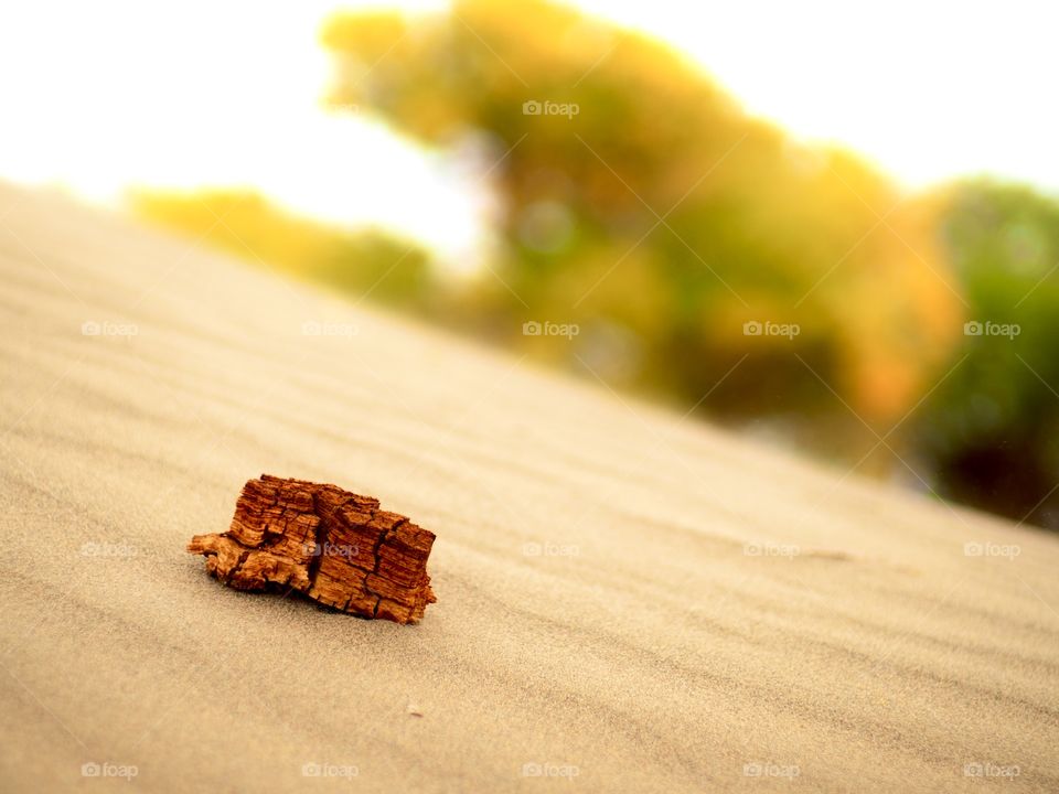 Populus diversifolia