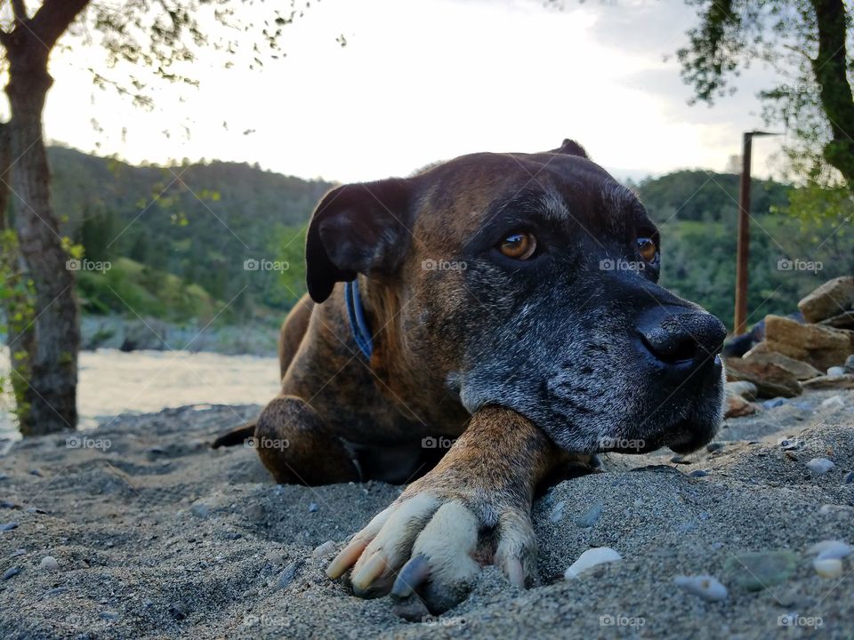 Thor relaxing by the river!