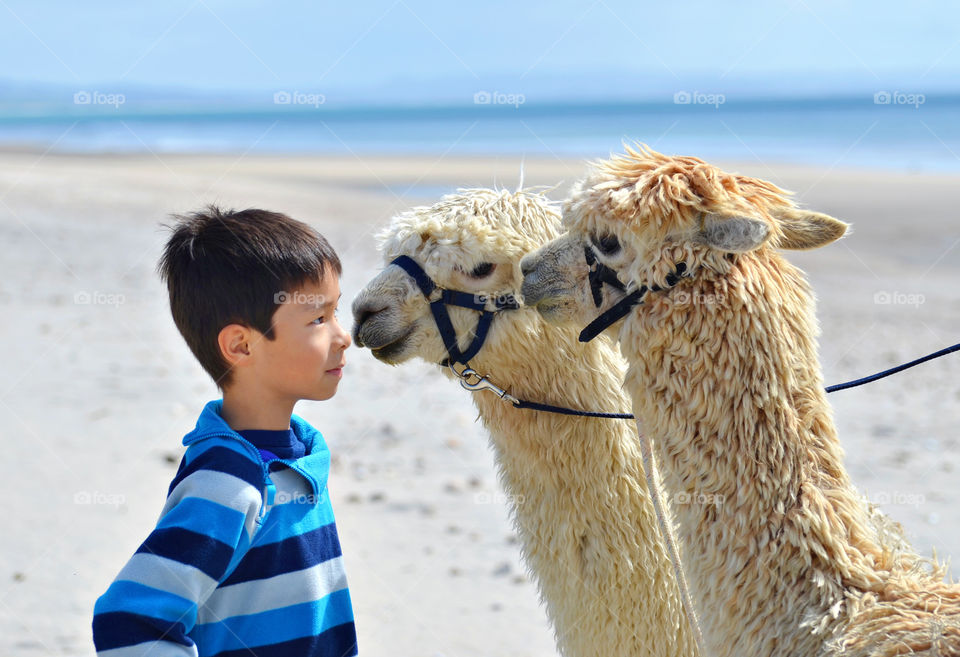 Boy and alpacas curiously staring at each other on the beach 