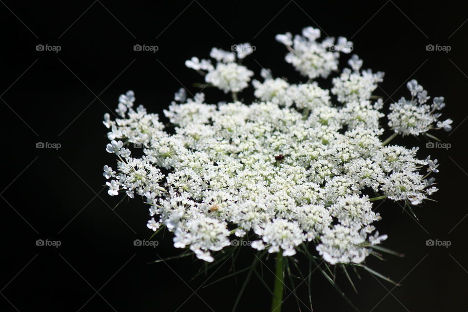 Summer in Michigan. Queen Anne's lace in full bloom.