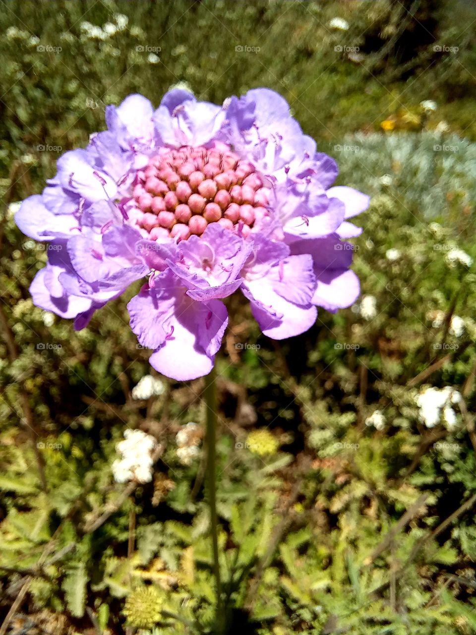 Scabiosa lucida