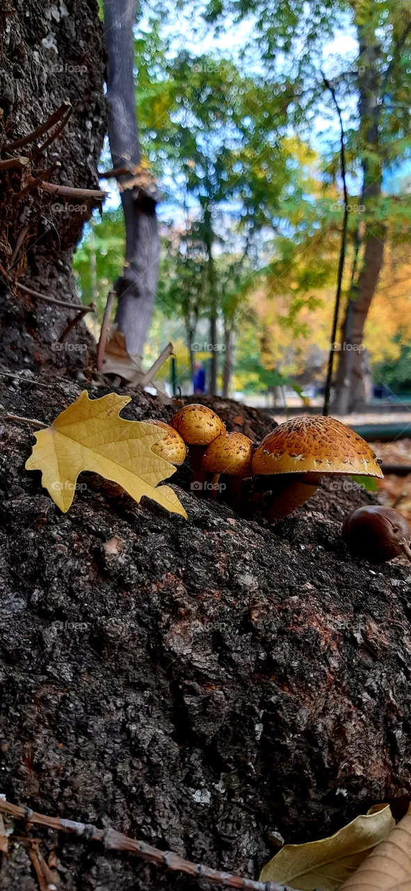 mushrooms