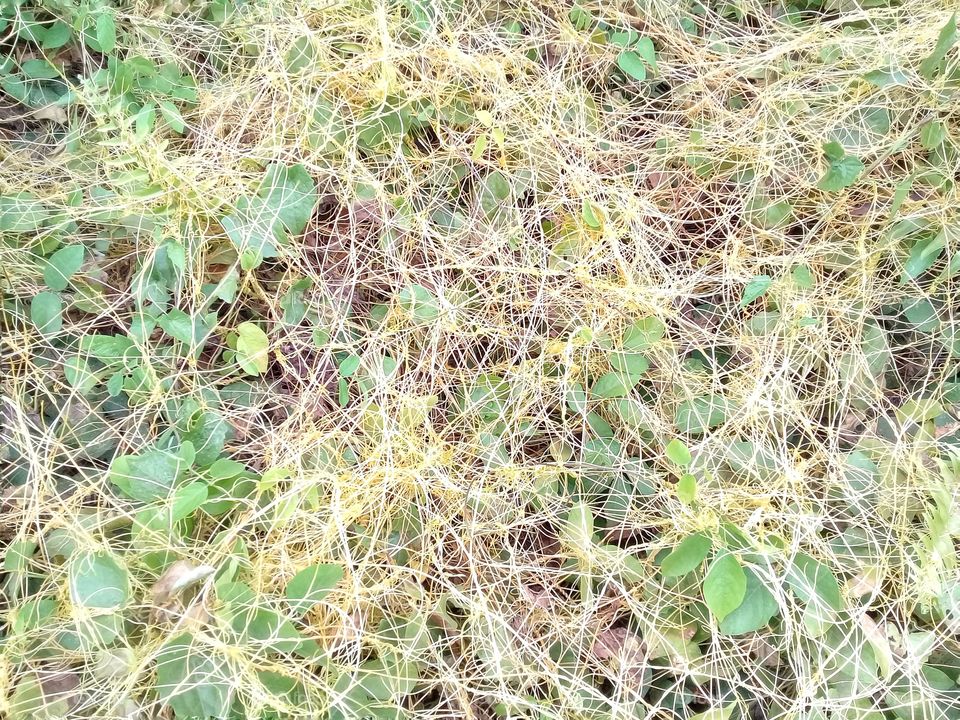 cuscuta sp is useful plant