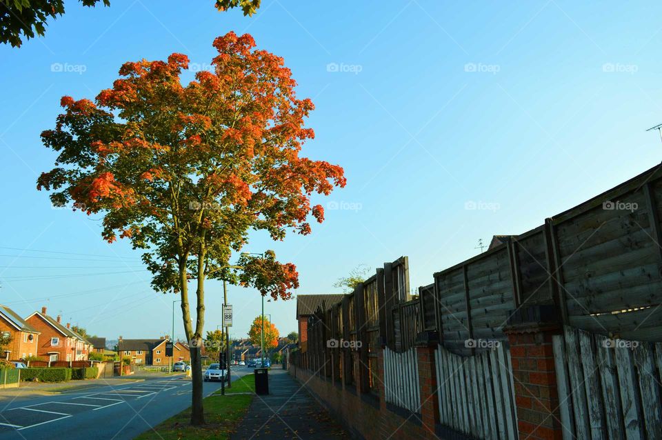 autumn colors. autumn on the street