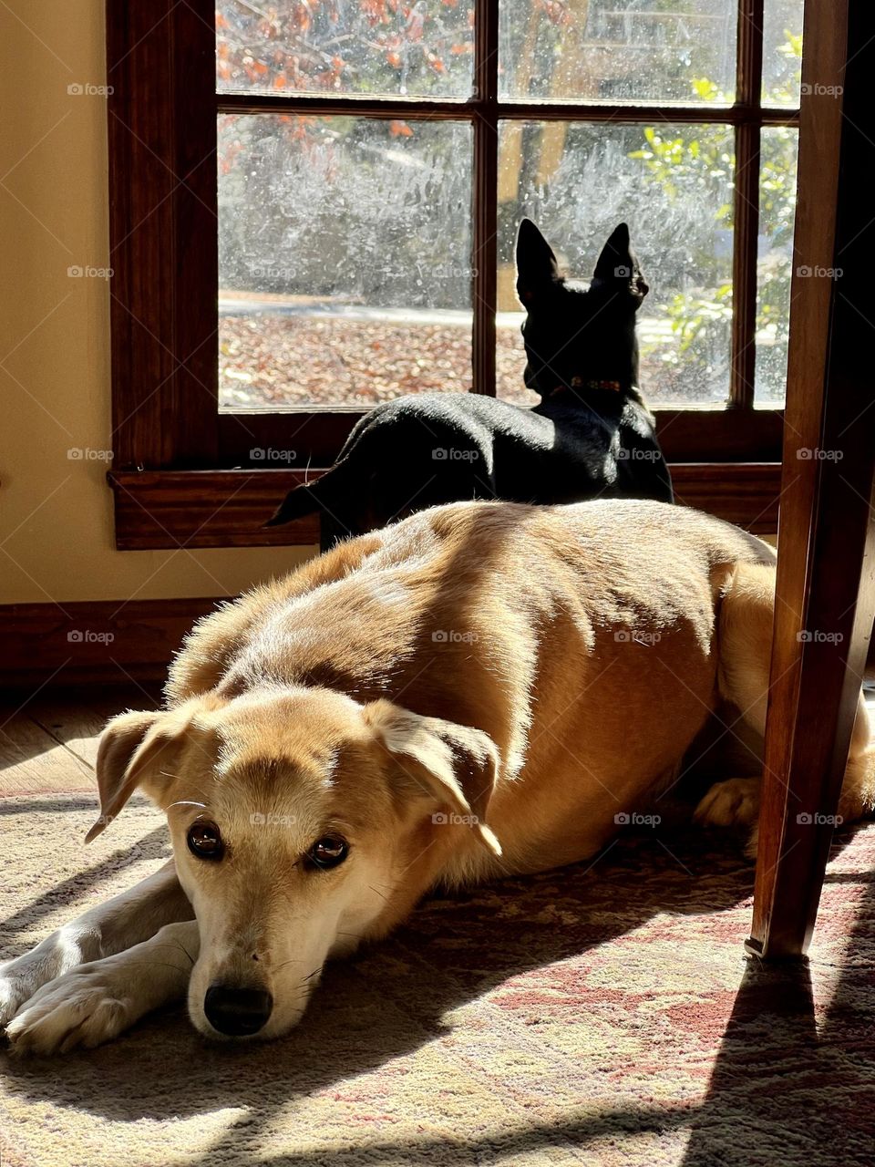 Two pet dogs enjoying the warmth of a sunny window on a cold day