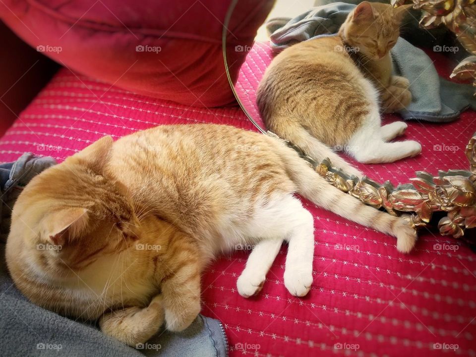 Ginger Kitty Sleeping with Reflection in a Mirror