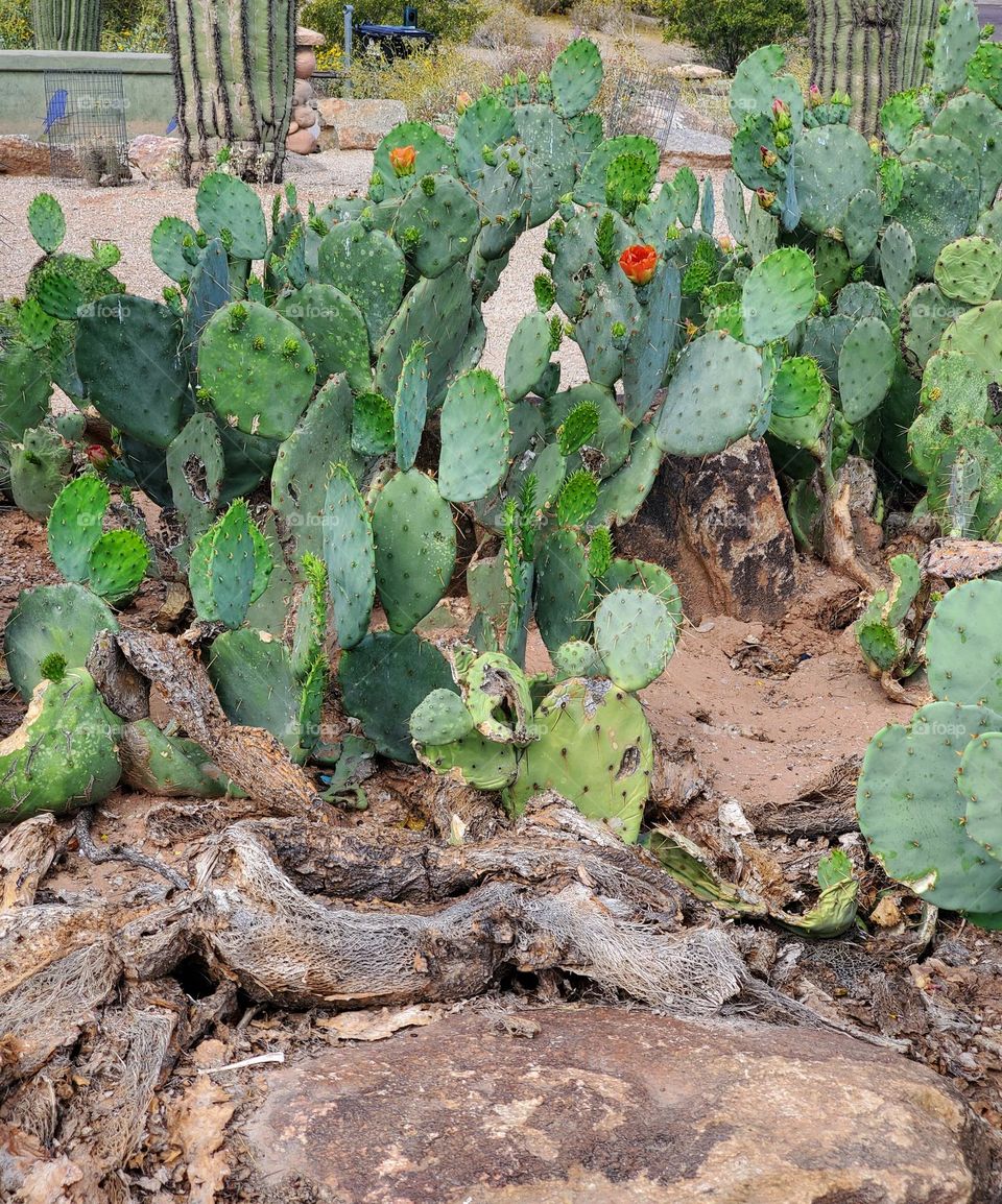 Prickly Pear Cactus in Arizona