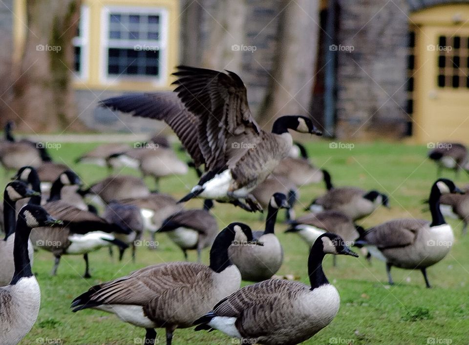 Geese in Flight