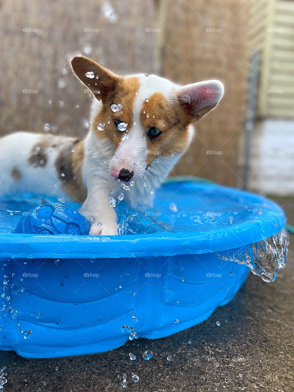 Cute adorable corgi playing pool water wet blue eyed dog animals pets happy fun summer