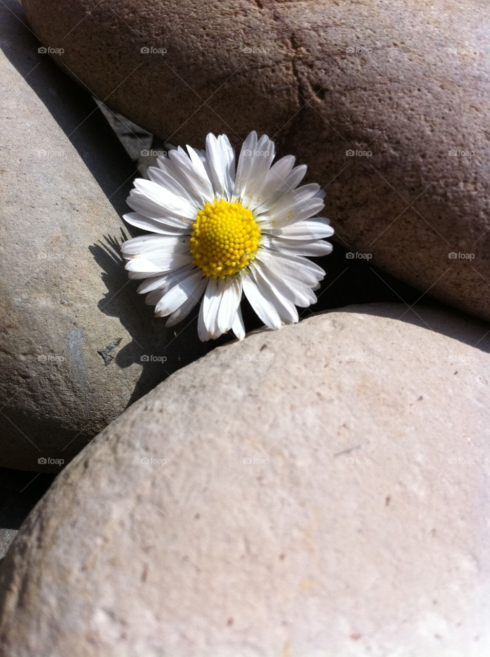 beach yellow pretty flower by upyanose