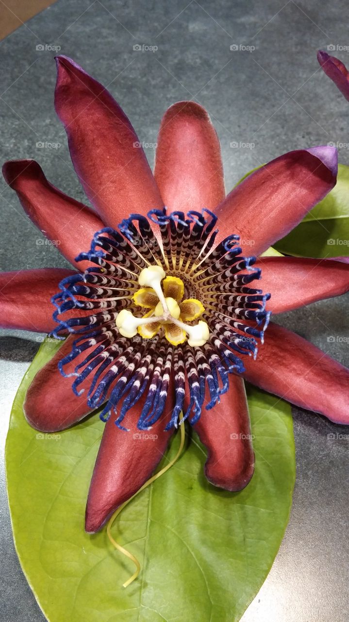 passion fruit blossom