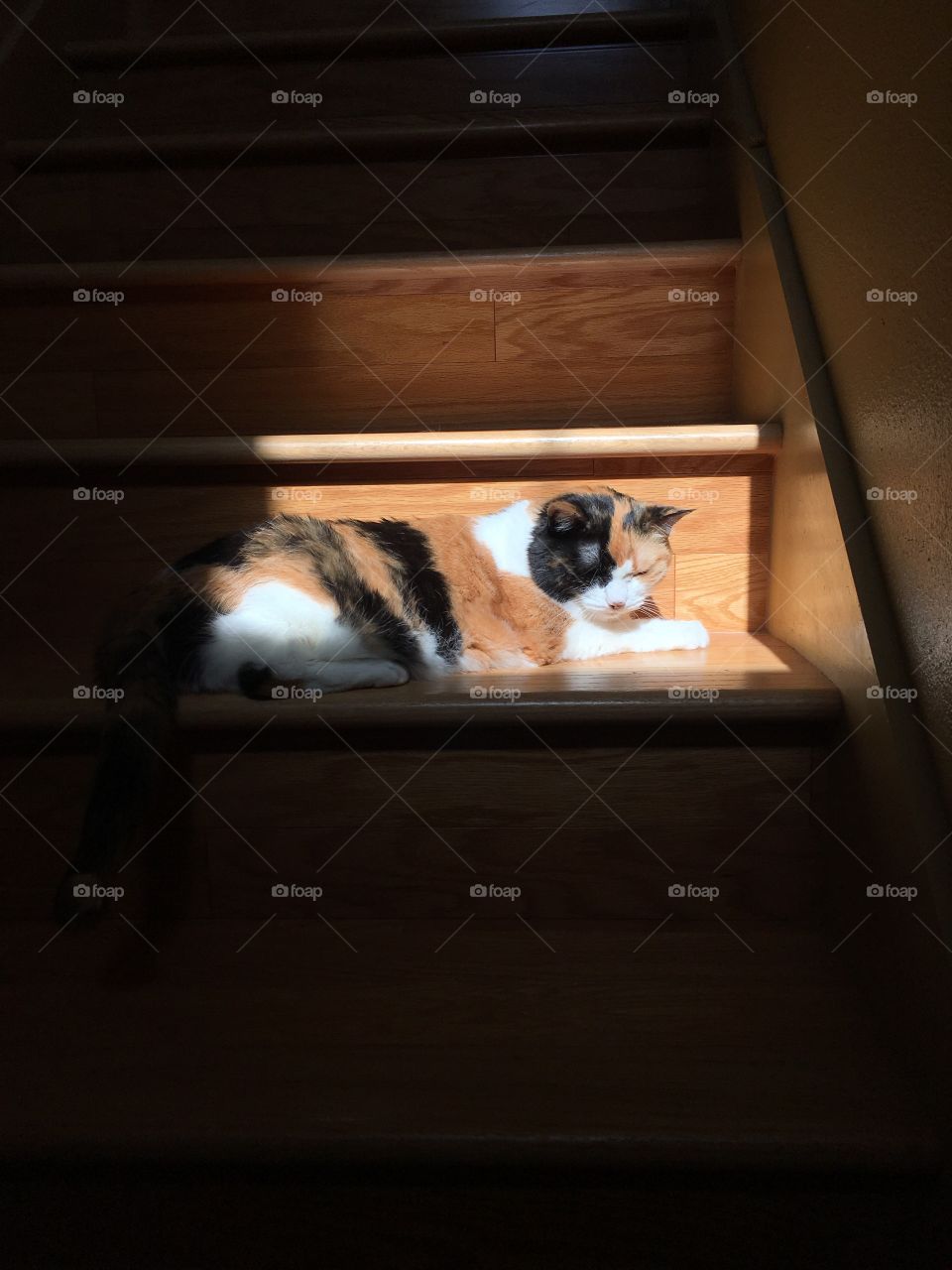 Kitty sunbathing 