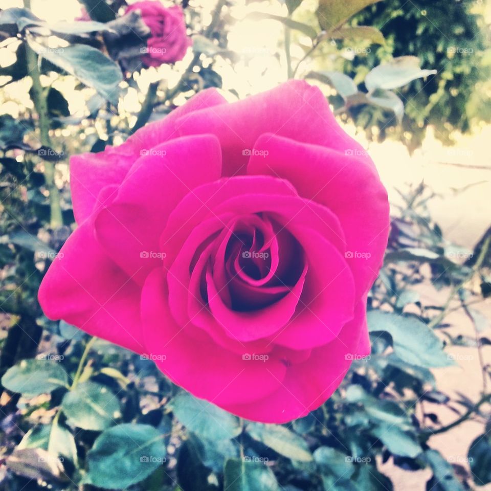 rose season