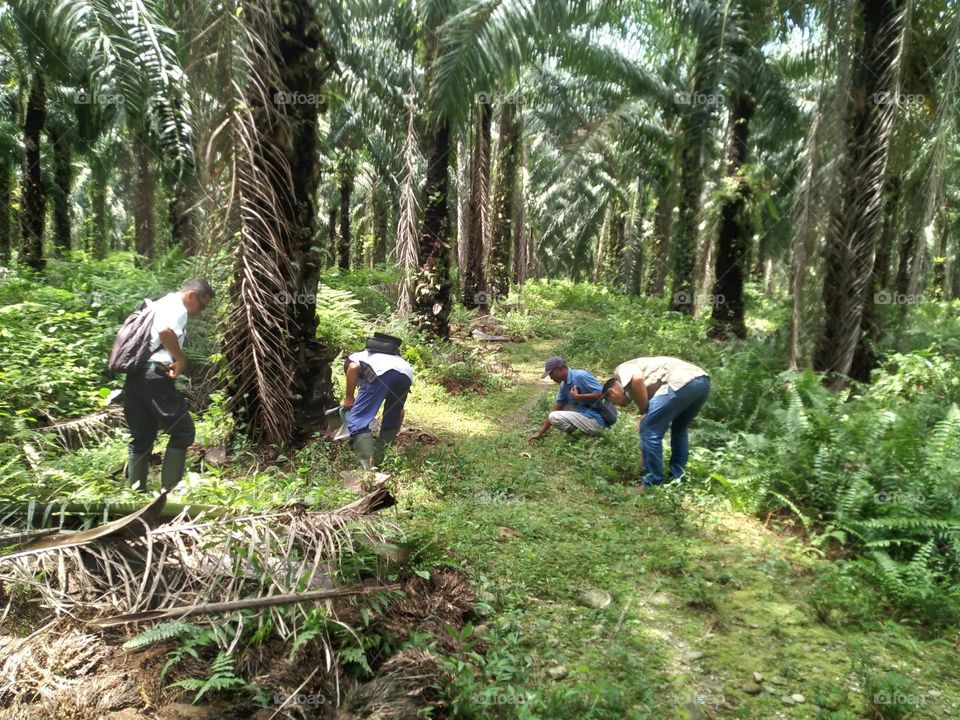 Our daily work is in the oil palm plantation.