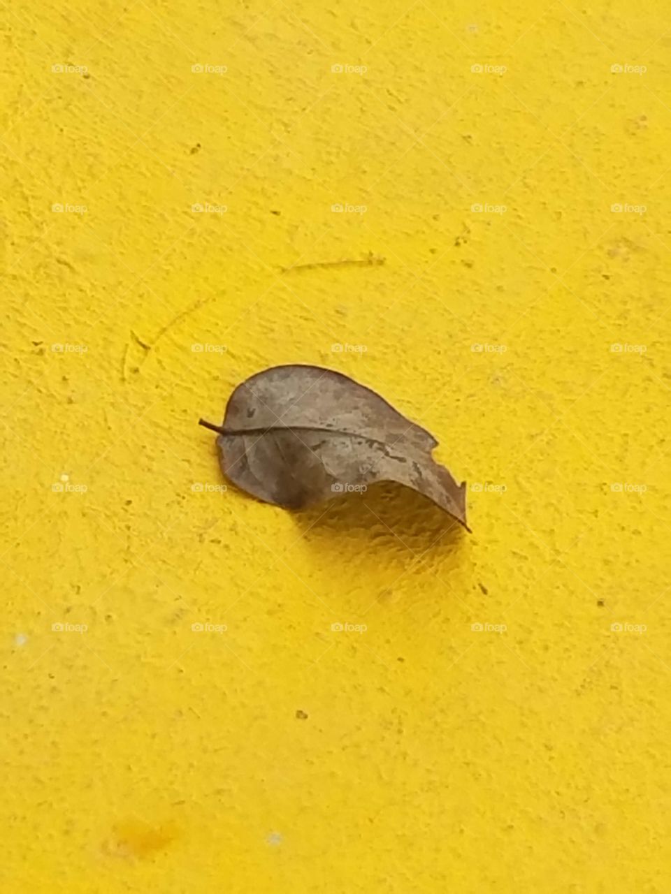 Dry Leaf on Yellow Pavement