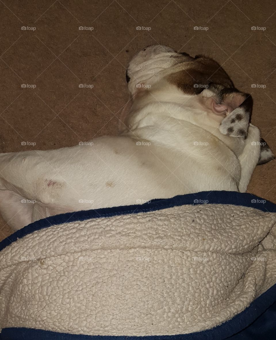 English Bulldog and his blanket sleeping